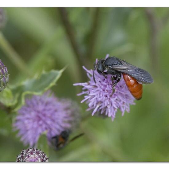 Sphecodes albilabris: Animal in habitat Semi-natural grassland in the NatureSpots App