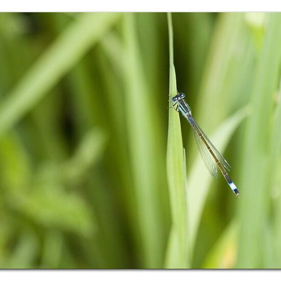 Blue-tailed damselfly: Animal in habitat Semi-natural grassland in the NatureSpots App