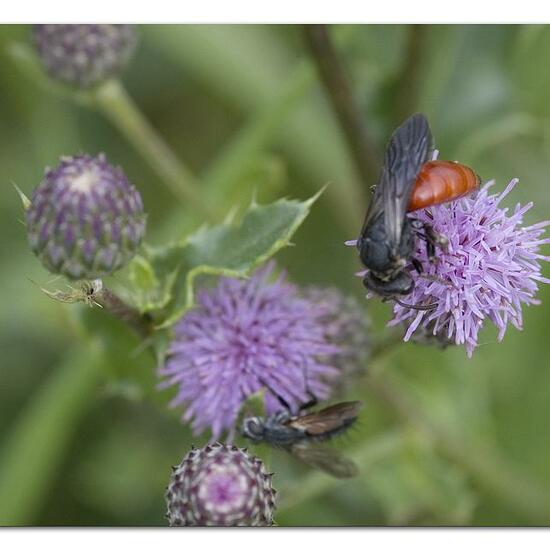 Sphecodes albilabris: Animal in habitat Semi-natural grassland in the NatureSpots App