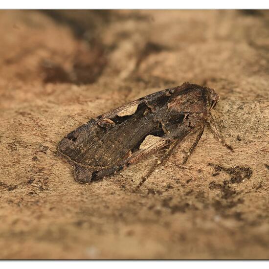 Setaceous Hebrew character: Animal in habitat Garden in the NatureSpots App