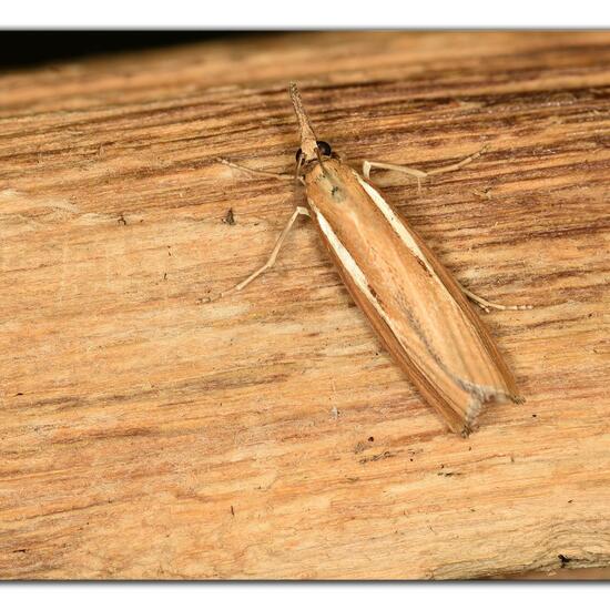 Agriphila tristella: Tier im Habitat Garten in der NatureSpots App