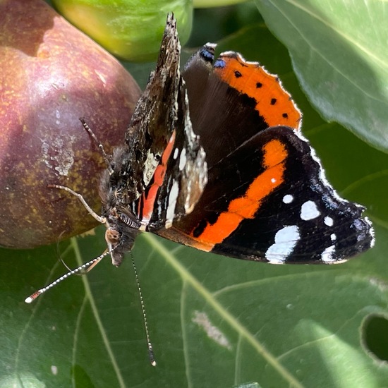 Admiral: Tier im Habitat Garten in der NatureSpots App