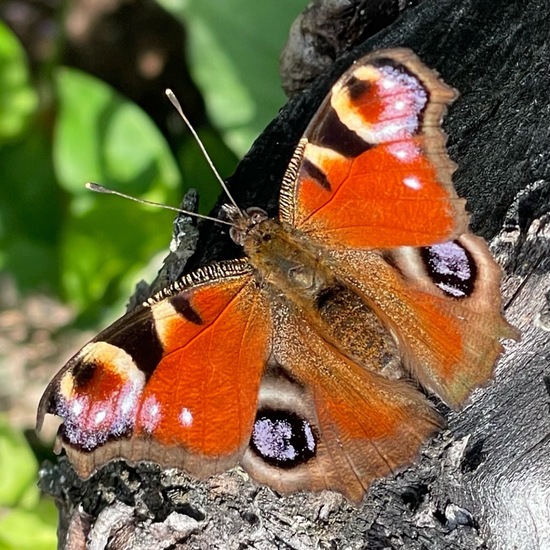 Aglais io: Animal in habitat Garden in the NatureSpots App