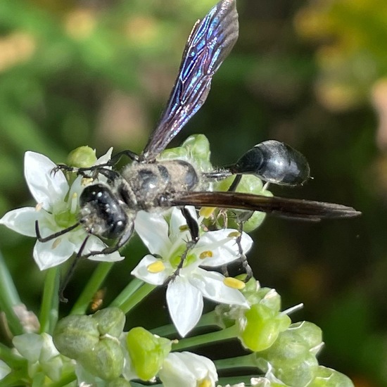 Stahlblauer Grillenjäger: Tier im Habitat Garten in der NatureSpots App