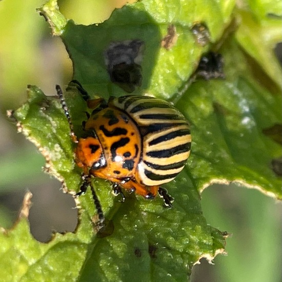 Colorado potato beetle: Animal in habitat Crop cultivation in the NatureSpots App