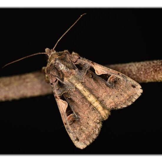 Setaceous Hebrew character: Animal in habitat Garden in the NatureSpots App