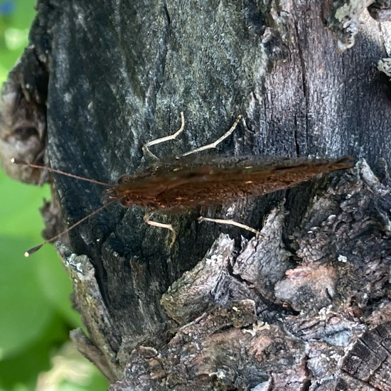 Tagpfauenauge: Tier im Habitat Garten in der NatureSpots App