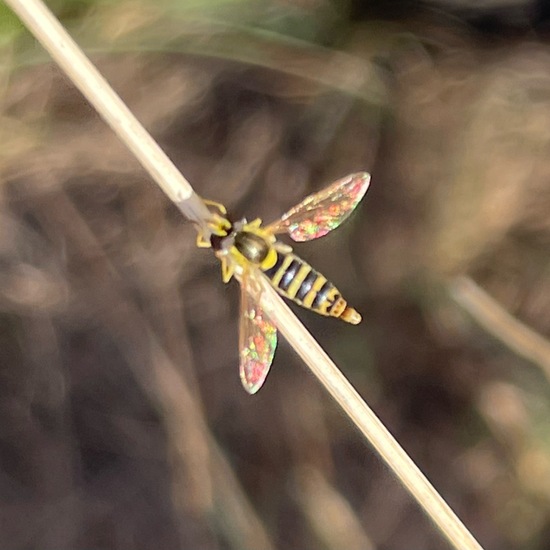 Gewöhnliche Langbauchschwebfliege: Tier im Habitat Anderes Grasland/Busch-Habitat in der NatureSpots App