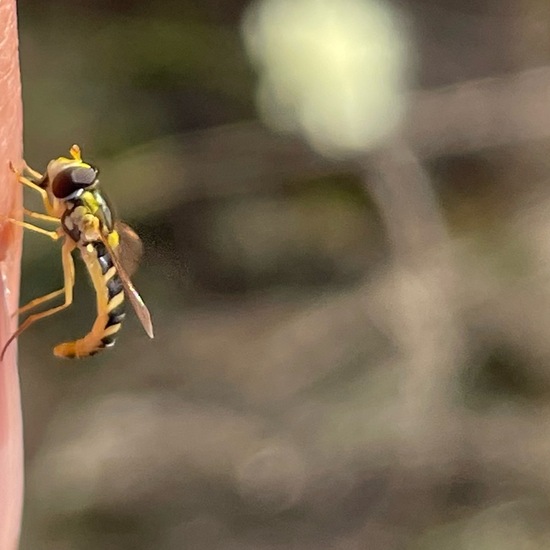 Gewöhnliche Langbauchschwebfliege: Tier im Habitat Anderes Grasland/Busch-Habitat in der NatureSpots App