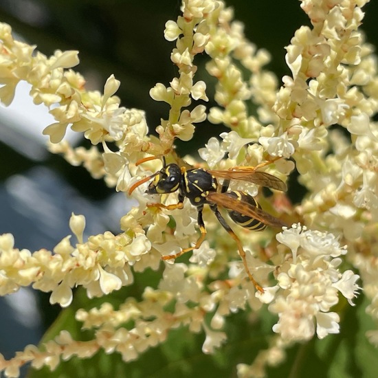 Haus-Feldwespe: Tier im Habitat Garten in der NatureSpots App