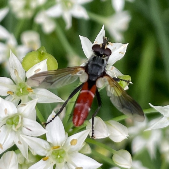 Cylindromyia bicolor: Tier im Habitat Garten in der NatureSpots App