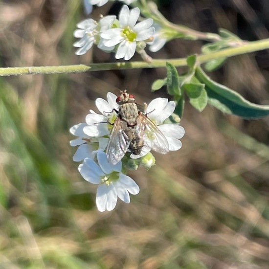 Raupenfliegen: Tier im Habitat Anderes Grasland/Busch-Habitat in der NatureSpots App