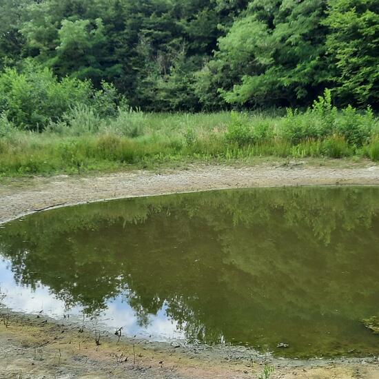 Landschaft: Süßwasser im Habitat Teich in der NatureSpots App