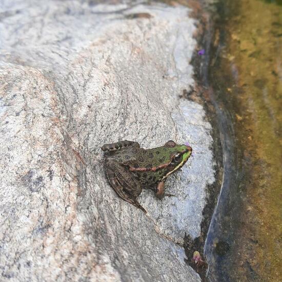 Edible frog: Animal in habitat Pond in the NatureSpots App