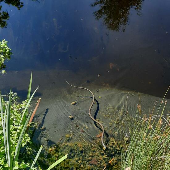 Grass snake: Animal in habitat Pond in the NatureSpots App