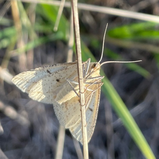 Aspitates ochrearia: Tier im Habitat Anderes Grasland/Busch-Habitat in der NatureSpots App