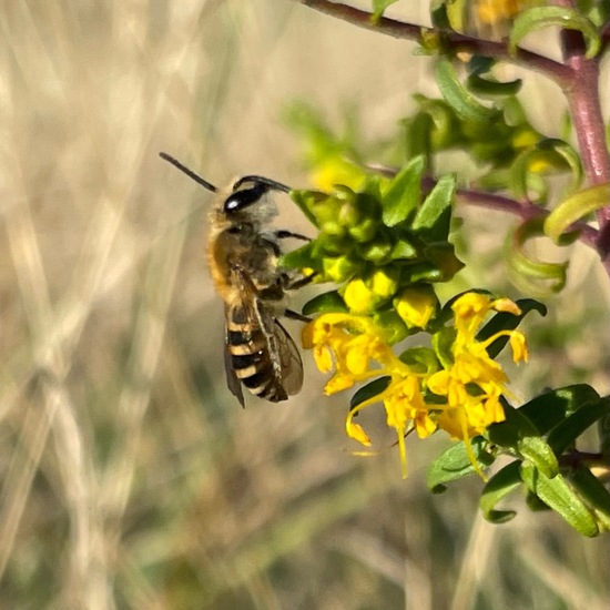 Efeu-Seidenbiene: Tier im Habitat Anderes Grasland/Busch-Habitat in der NatureSpots App