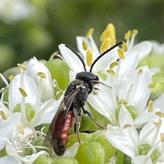 Sphecodes gibbus: Tier im Habitat Garten in der NatureSpots App