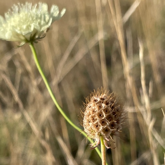 Gelbe Skabiose: Pflanze im Habitat Anderes Grasland/Busch-Habitat in der NatureSpots App