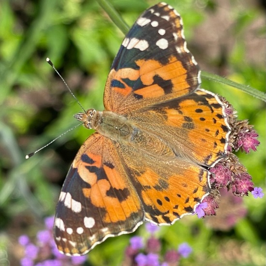 Distelfalter: Tier im Habitat Garten in der NatureSpots App