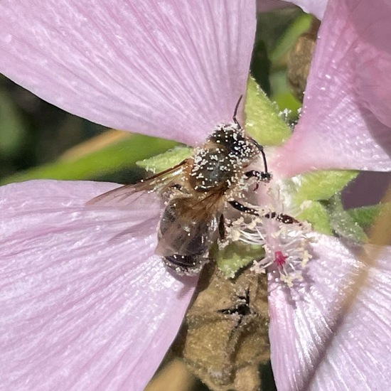 Westliche Honigbiene: Tier in der Natur in der NatureSpots App