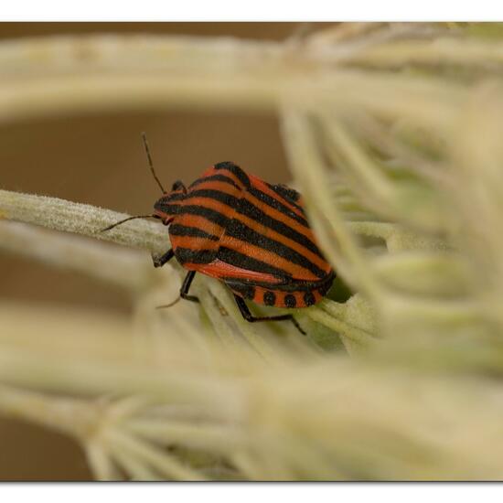 Graphosoma italicum: Tier im Habitat Naturnahe Wiese in der NatureSpots App