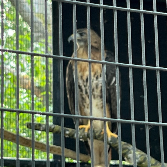 Buteo jamaicensis borealis: Tier im Habitat Zoo/Gehege in der NatureSpots App