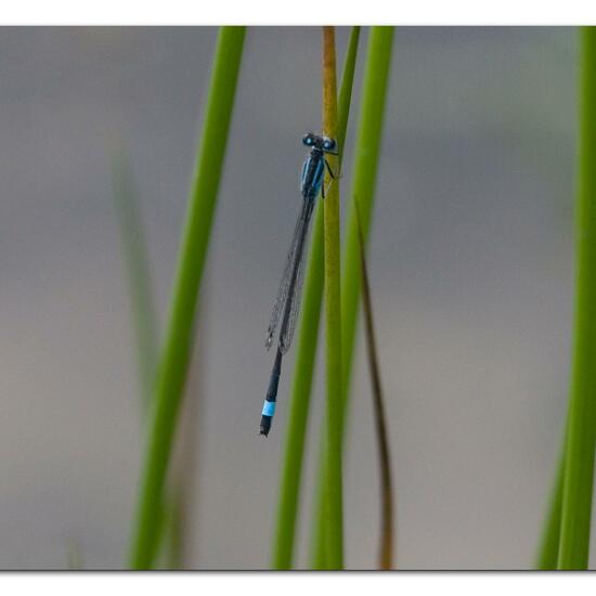 Große Pechlibelle: Tier im Habitat Teich in der NatureSpots App