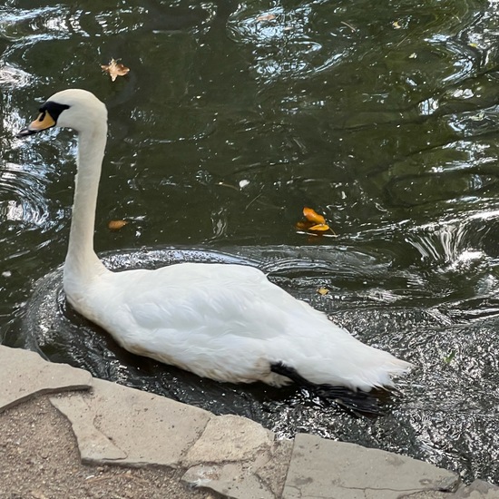 Höckerschwan: Tier im Habitat Zoo/Gehege in der NatureSpots App