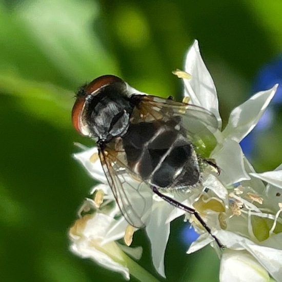 Goldschildfliege: Tier im Habitat Garten in der NatureSpots App