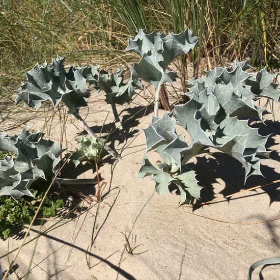 Stranddistel: Pflanze im Habitat Sandküste in der NatureSpots App