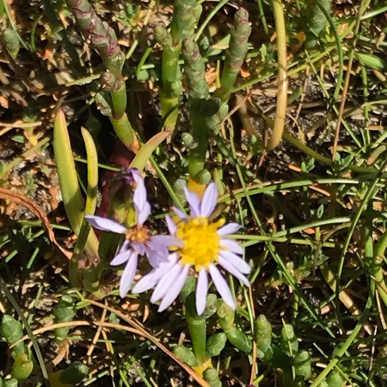 Tripolium pannonicum subsp. maritimum: Pflanze im Habitat Sandküste in der NatureSpots App