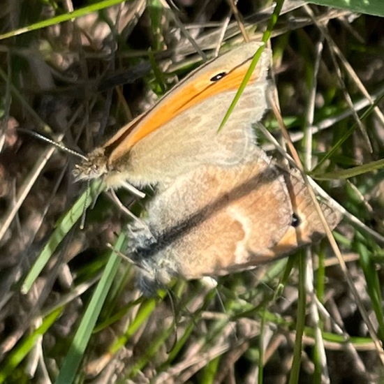 Kleines Wiesenvögelchen: Tier im Habitat Garten in der NatureSpots App