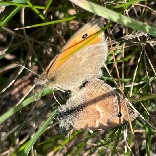 Kleines Wiesenvögelchen: Tier im Habitat Garten in der NatureSpots App