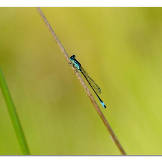 Kleine Pechlibelle: Tier im Habitat Teich in der NatureSpots App