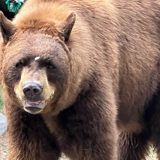 Grizzlybär: Tier im Habitat Stadt und Garten in der NatureSpots App