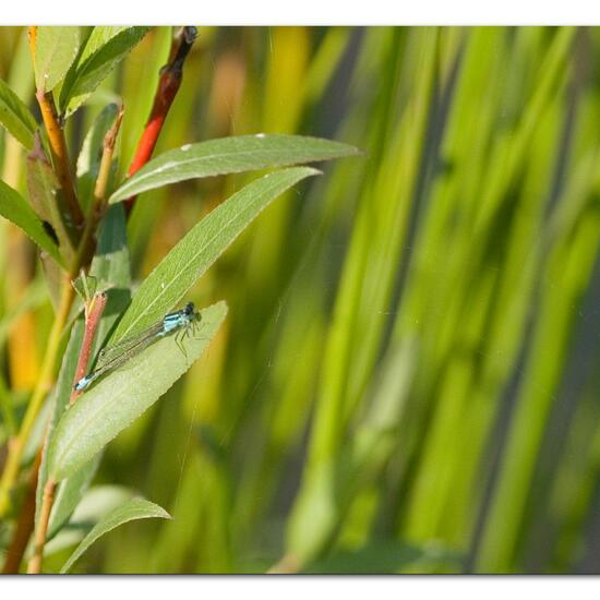 Kleine Pechlibelle: Tier im Habitat Teich in der NatureSpots App