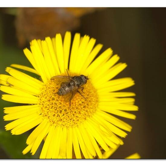 Graphosoma italicum: Tier im Habitat Naturnahe Wiese in der NatureSpots App