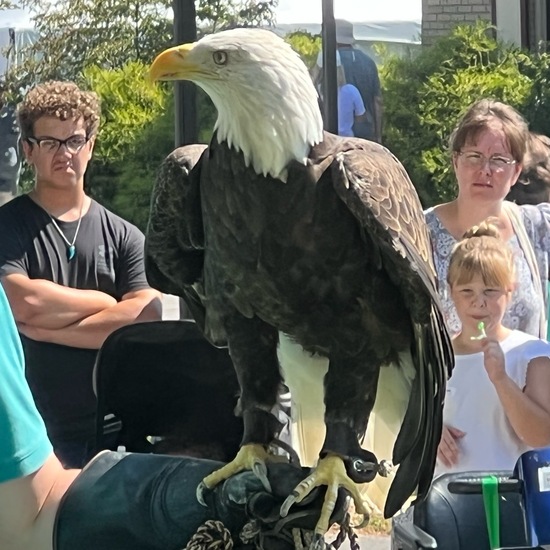 Steinadler: Tier im Habitat Zoo/Gehege in der NatureSpots App