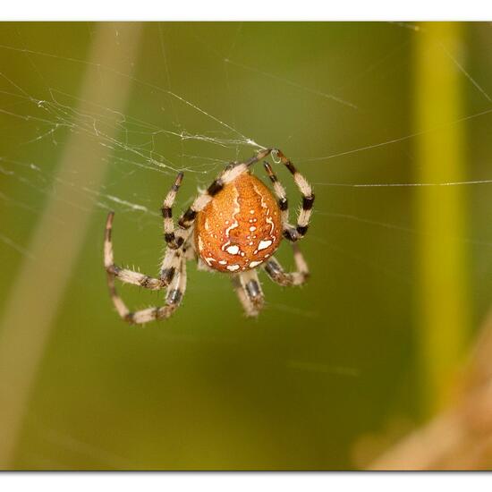 Vierfleckkreuzspinne: Tier im Habitat Naturnahe Wiese in der NatureSpots App