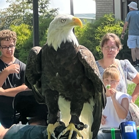 Steinadler: Tier im Habitat Zoo/Gehege in der NatureSpots App