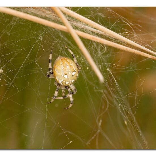 Vierfleckkreuzspinne: Tier im Habitat Naturnahe Wiese in der NatureSpots App