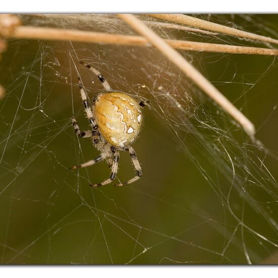 Vierfleckkreuzspinne: Tier im Habitat Naturnahe Wiese in der NatureSpots App