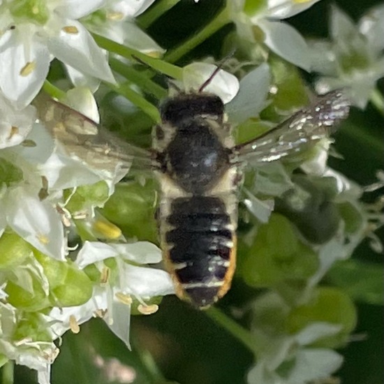 Mörtel- und Blattschneiderbienen: Tier im Habitat Garten in der NatureSpots App