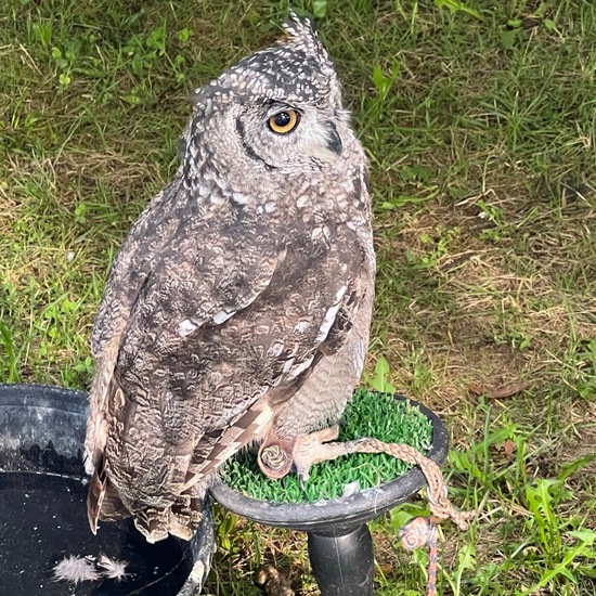 Strix occidentalis caurina: Tier im Habitat Zoo/Gehege in der NatureSpots App