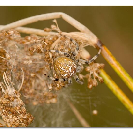 Vierfleckkreuzspinne: Tier im Habitat Naturnahe Wiese in der NatureSpots App