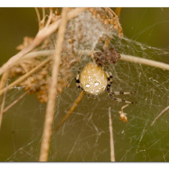 Vierfleckkreuzspinne: Tier im Habitat Naturnahe Wiese in der NatureSpots App