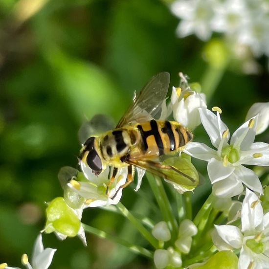 Totenkopfschwebfliege: Tier im Habitat Garten in der NatureSpots App