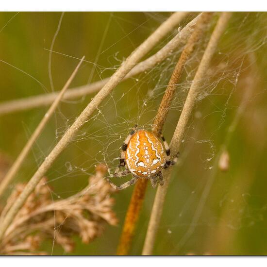 Vierfleckkreuzspinne: Tier im Habitat Naturnahe Wiese in der NatureSpots App