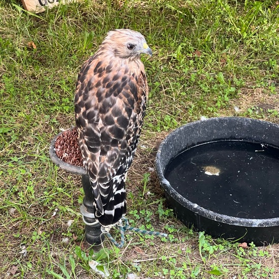 Rotschulterbussard: Tier im Habitat Zoo/Gehege in der NatureSpots App